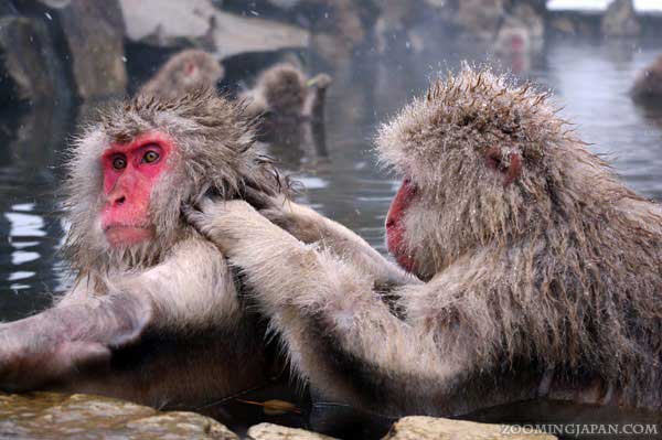 Nagano Mountain