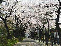 Aoyama Cemetery