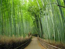 Arashiyama Bamboo Grove