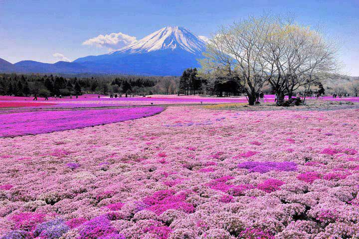 Gunung Fuji