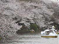 Inokashira Park