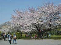 Koishikawa Botanical Garden