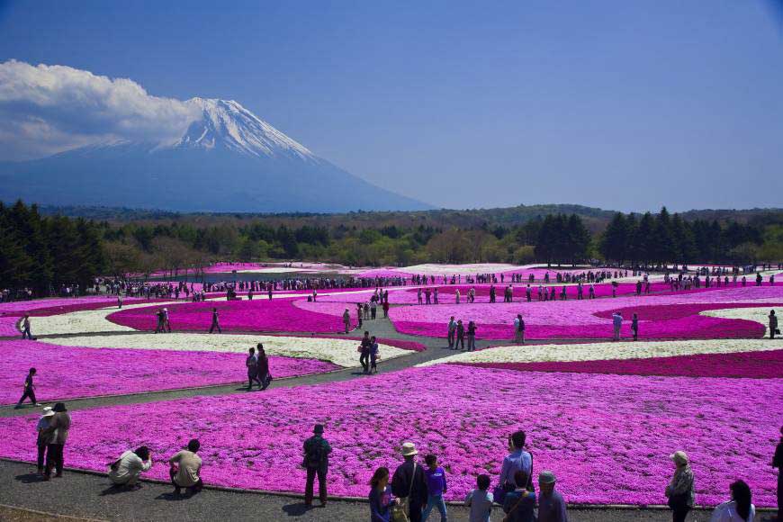 Mt Fuji Shibazakura Festival