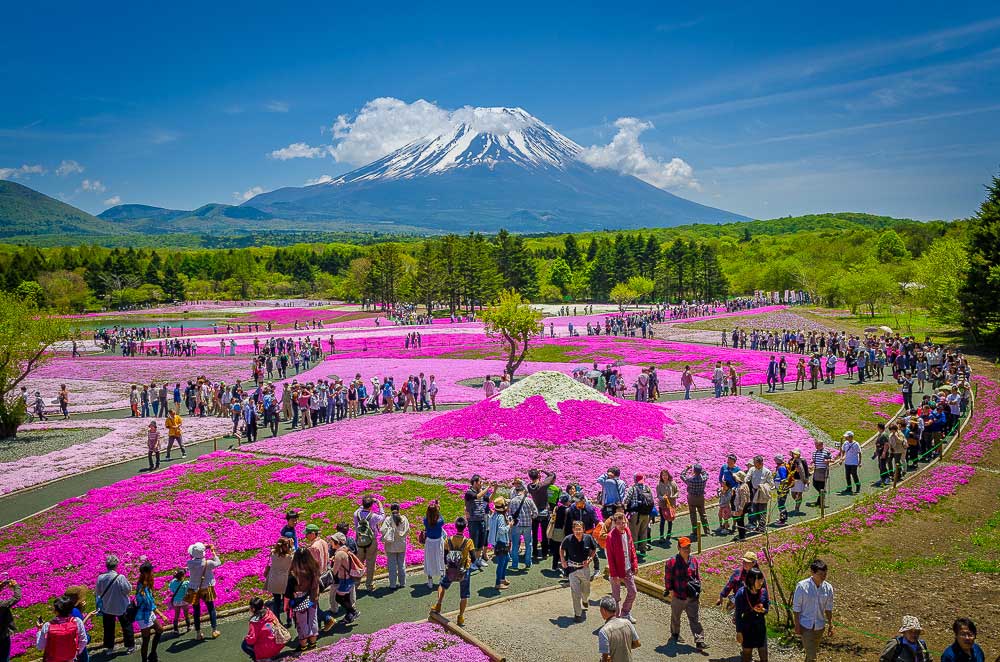 Mt Fuji Shibazakura Festival