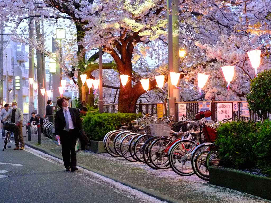Musim Sakura Di Jepang