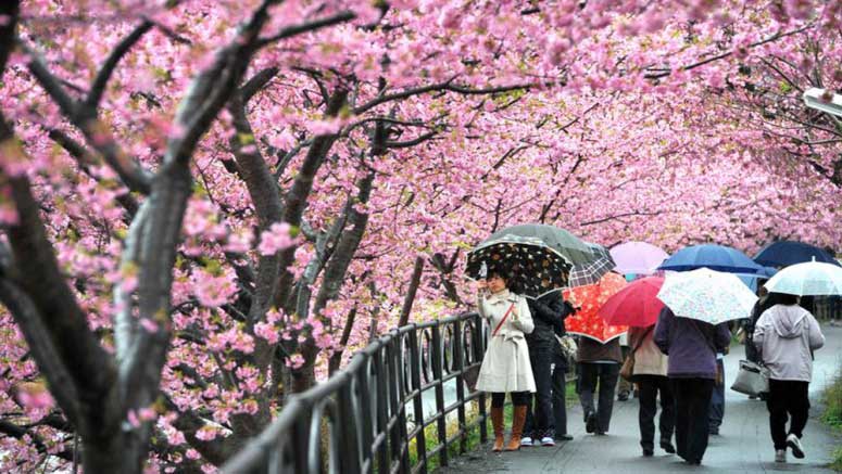 Musim Sakura Di Jepang