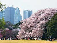 Shinjuku Gyoen