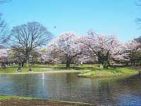 Yoyogi Park