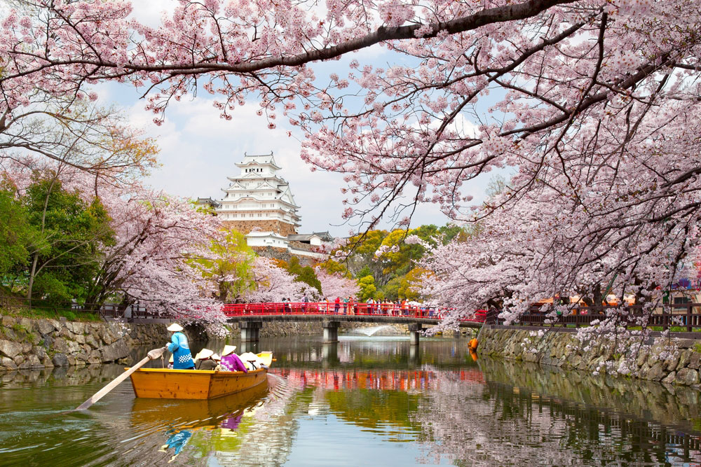 Bunga Sakura di Himeji Castle
