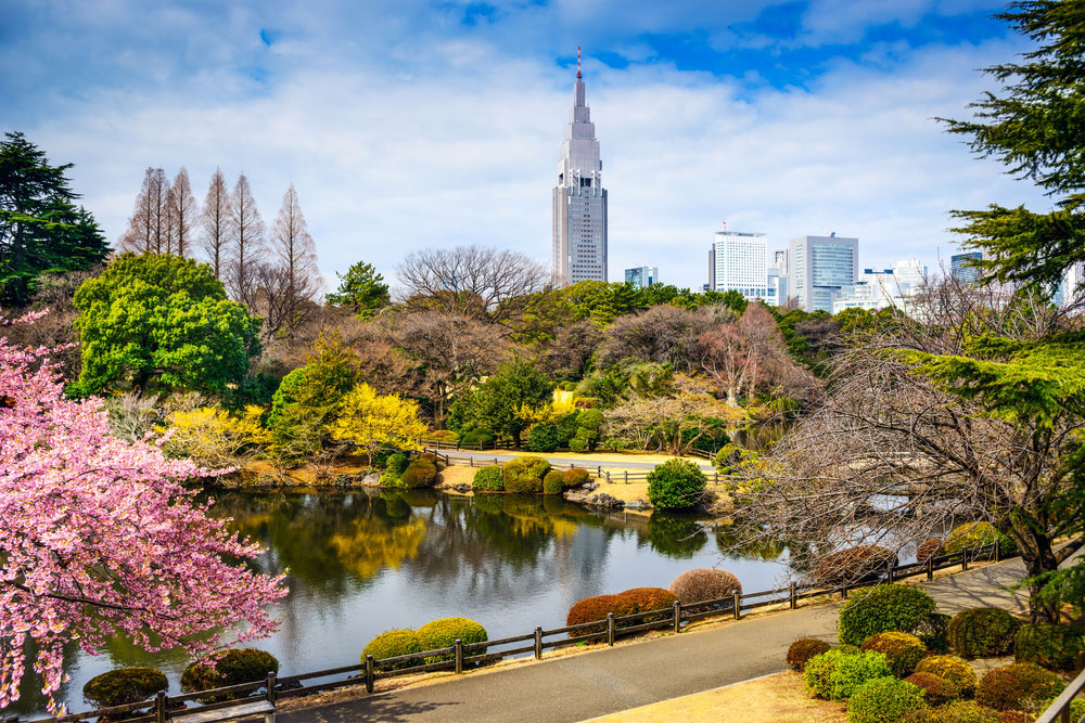 Bunga Sakura di Shinjuku Gyoen