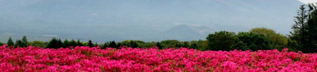 Mt Fuji Shibazakura Festival