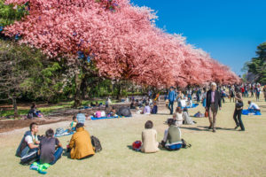 sakura-tour-sakura-blossoms